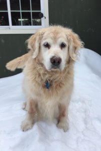 Sundance always loved the snow and our visiting pooches will love it too.