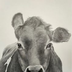 BW Cow